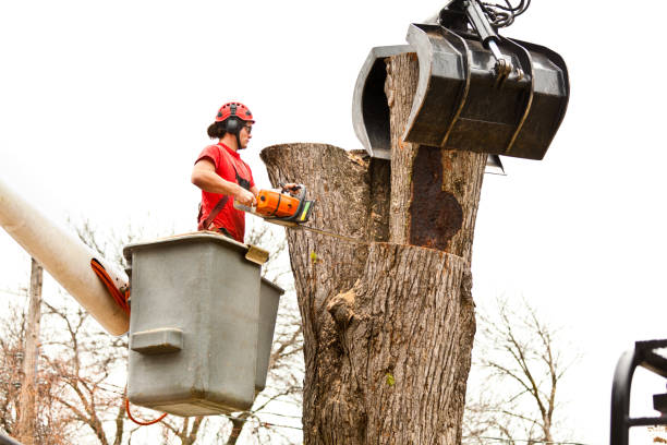 Best Seasonal Cleanup (Spring/Fall)  in Porter Heights, TX